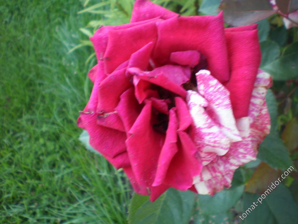 роза 2