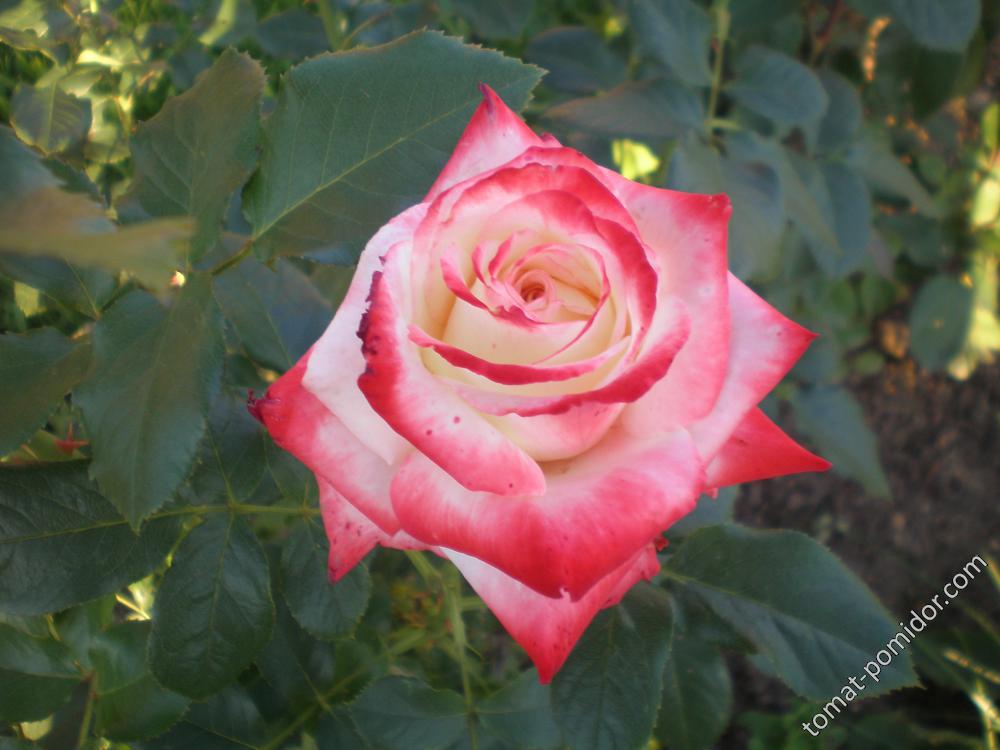 роза 4