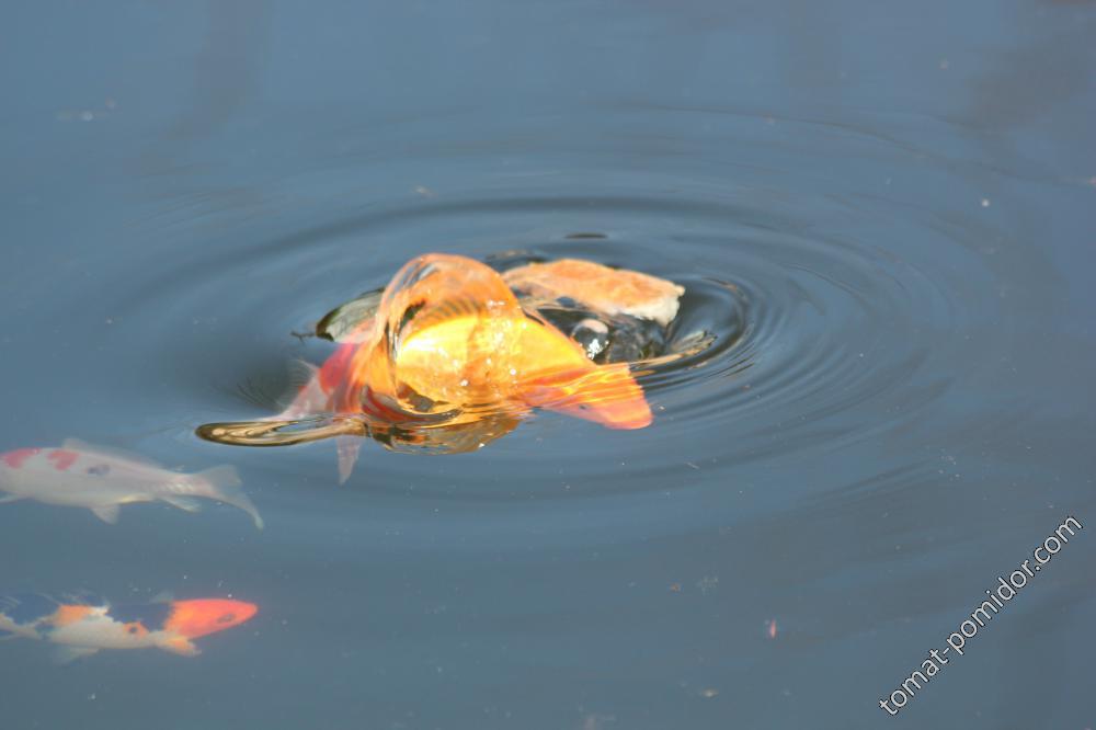 Золотая рыбка хвостиком махнула
