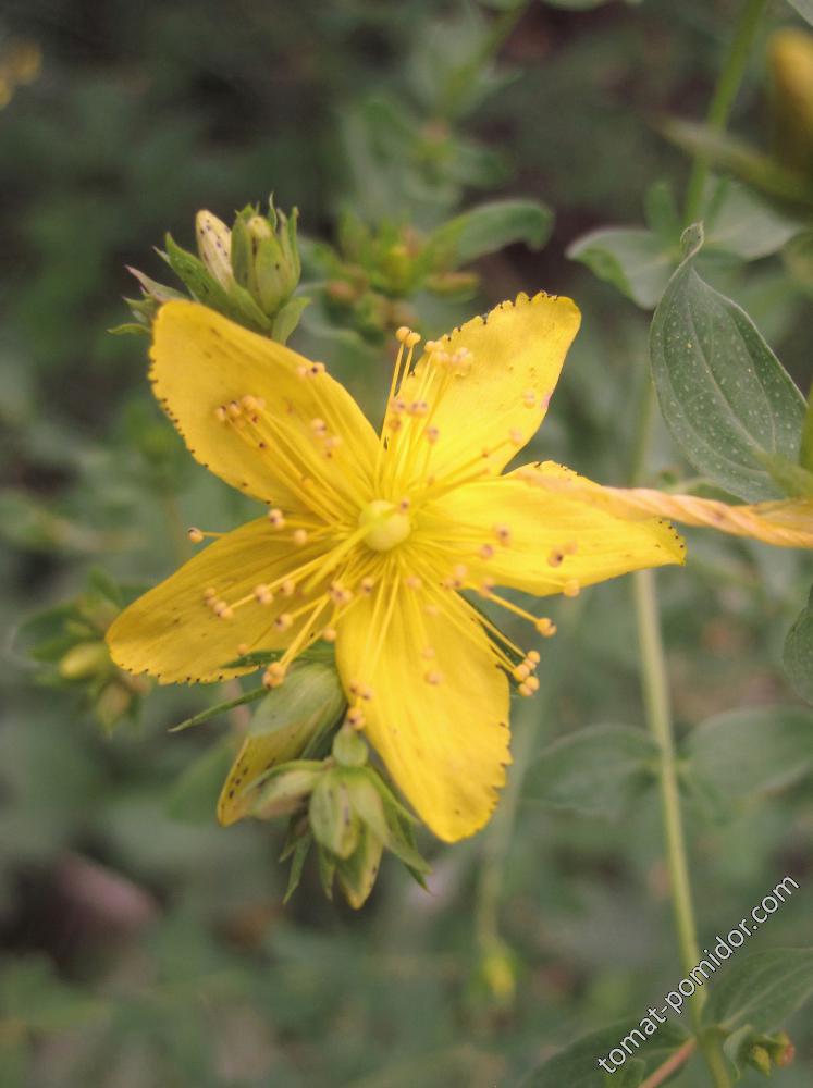 Hypericum perforatum