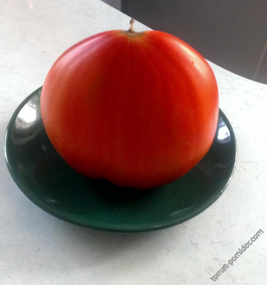 томат 1