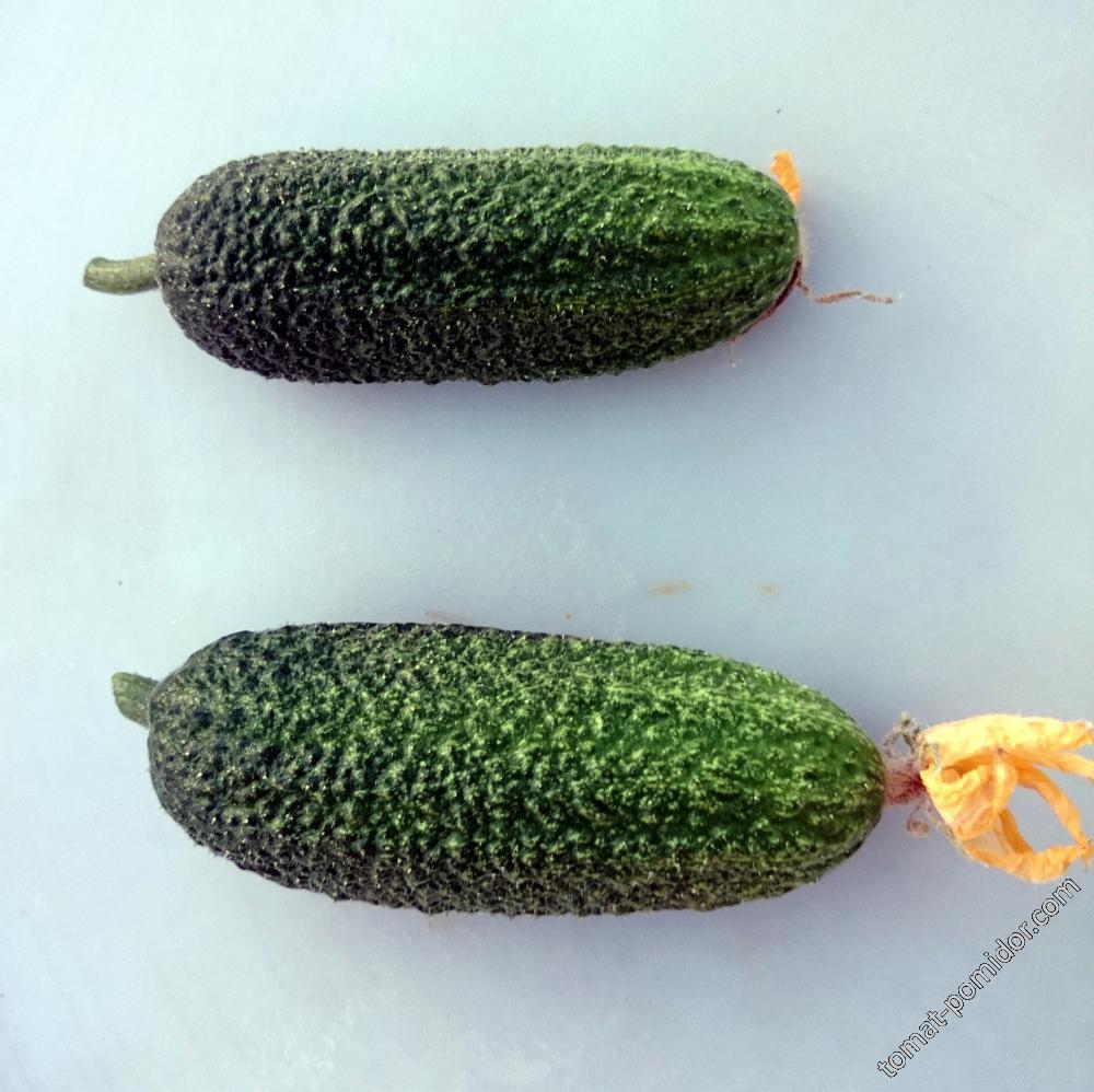 Салинас