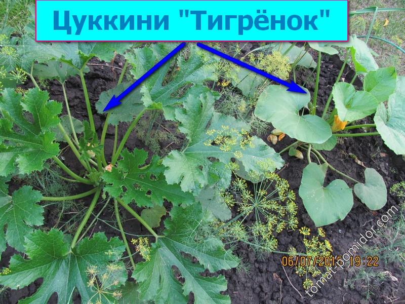 Цуккини "Тигрёнок"???