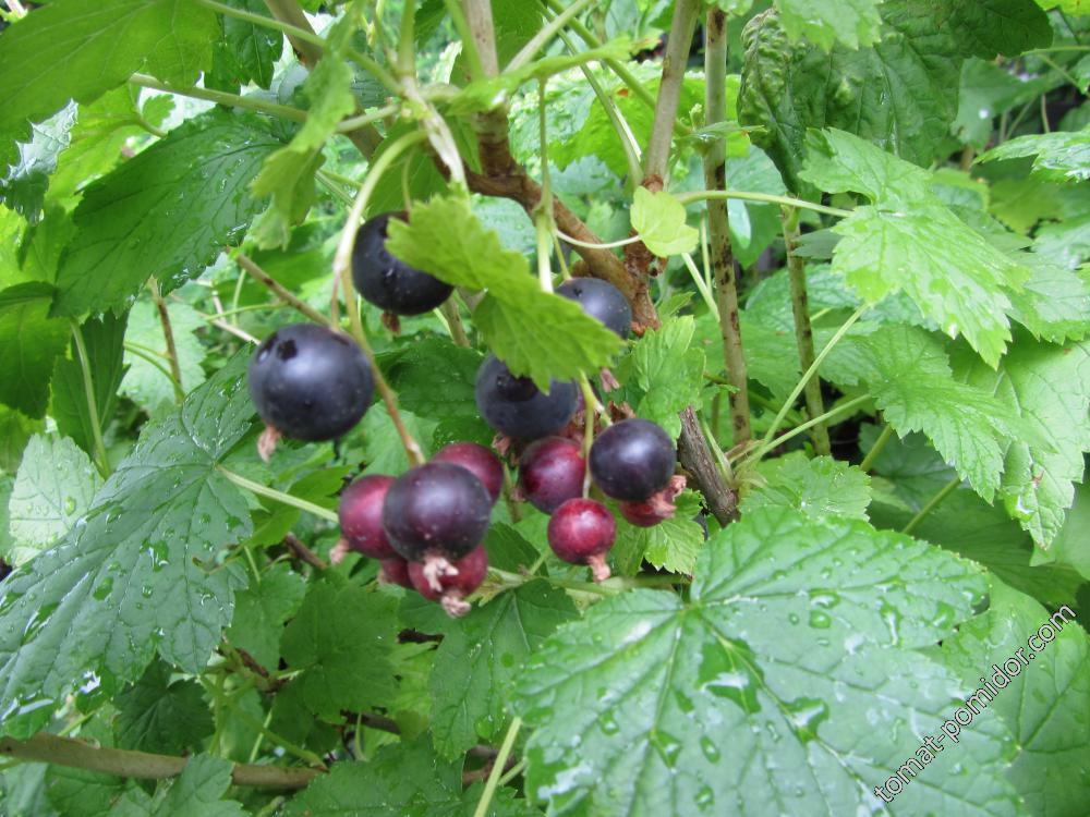 Смородина 07.07