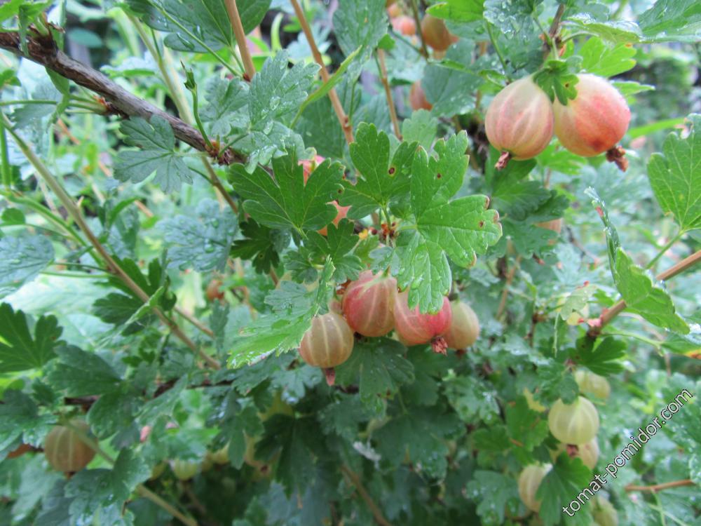 Крыжовник 07.07