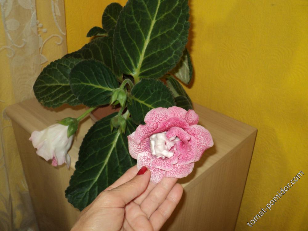 глоксиния от Леночки