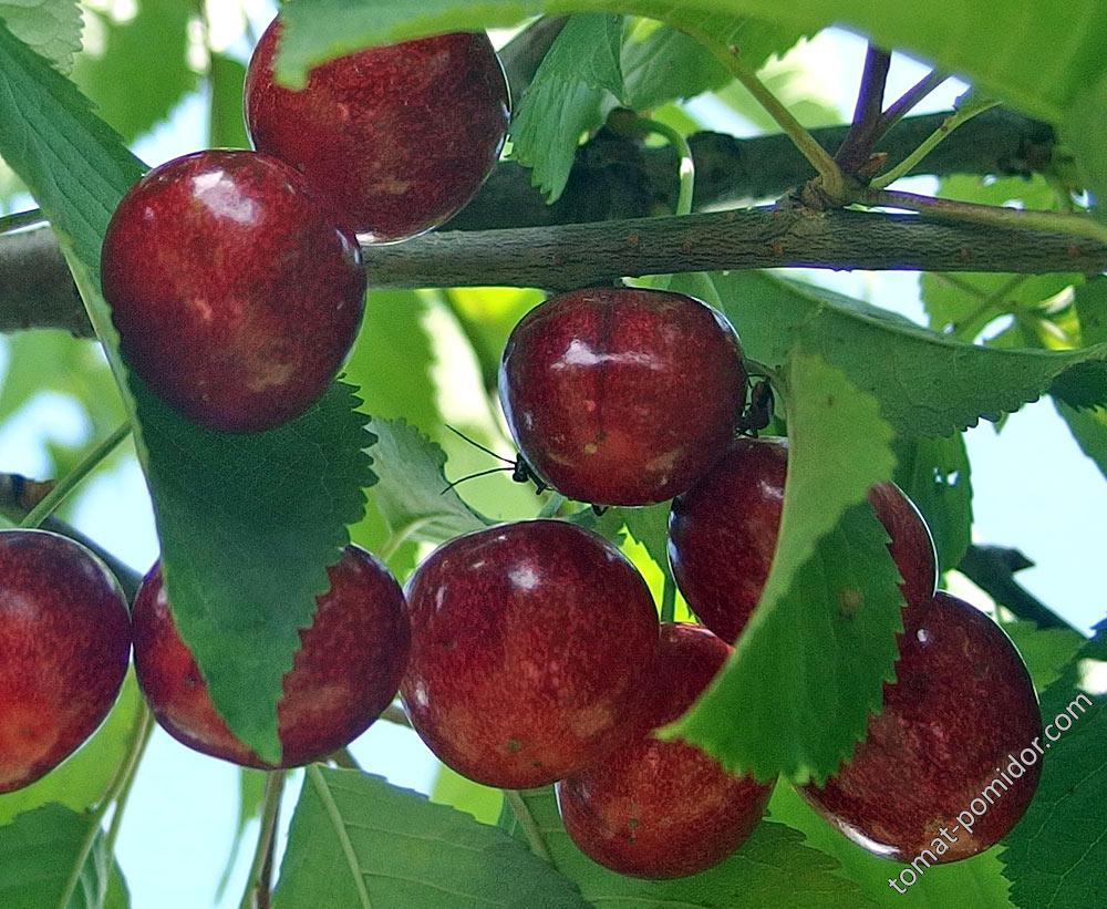 Черешня Ревна - ягоды