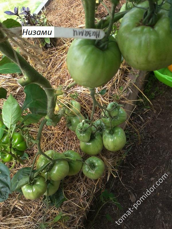 Низами
