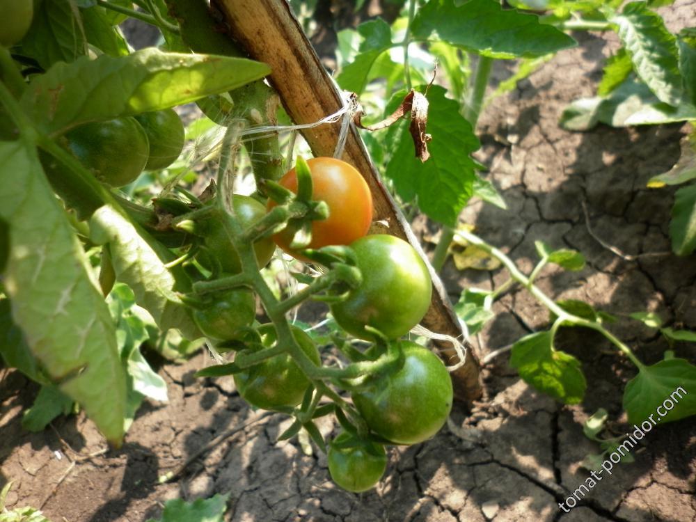 Crazy Cherry Tomato