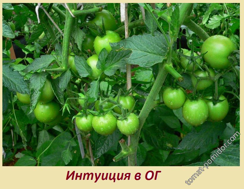 Томат "Интуиция" - описание, фото и характеристики сорта