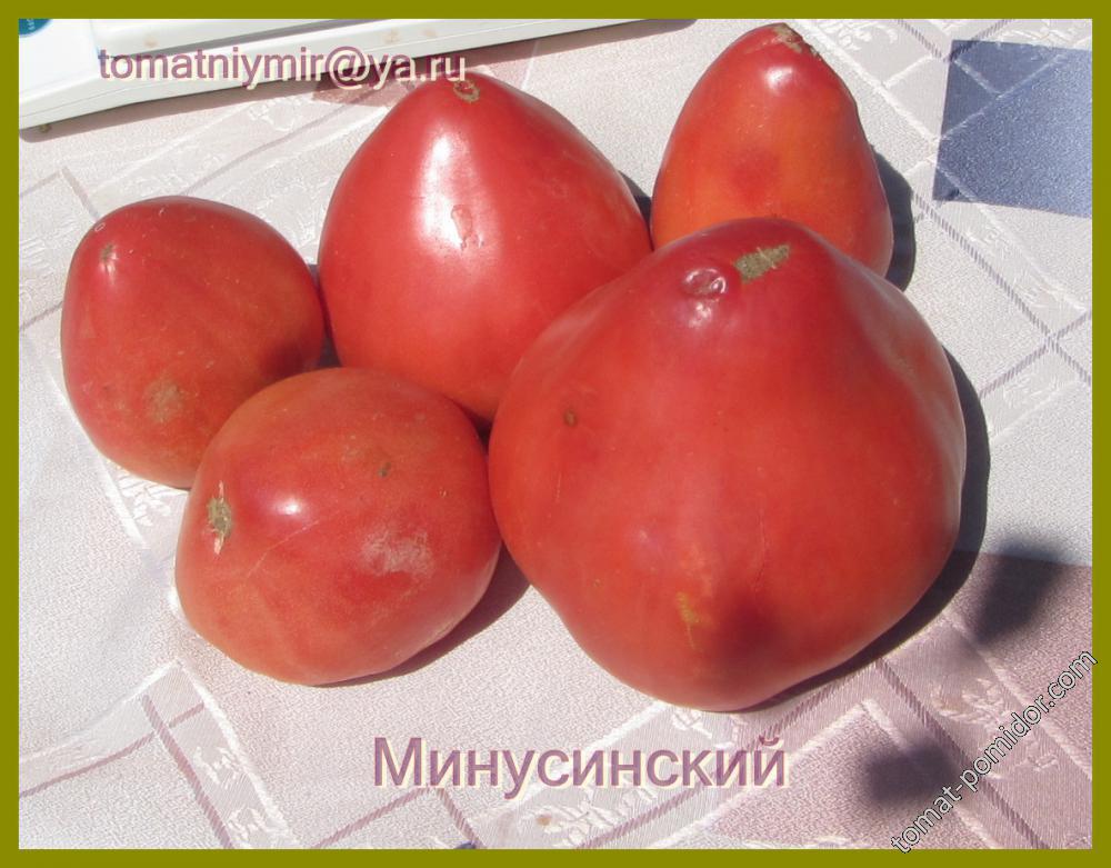 Минусинские ( низкорослые)