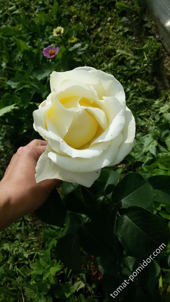 роза-гигант