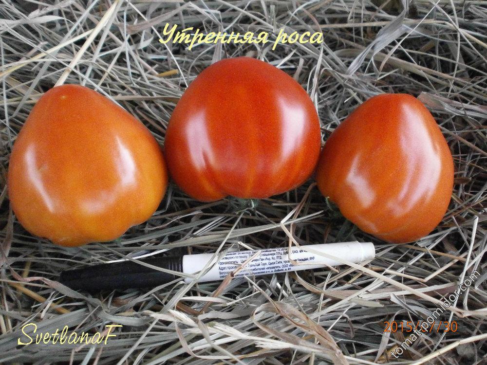 Утренняя роса - У — сорта томатов - tomat-pomidor.com - отзывы на форуме