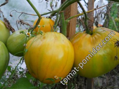 Король Сибири - К — сорта томатов - tomat-pomidor.com - отзывы на форуме