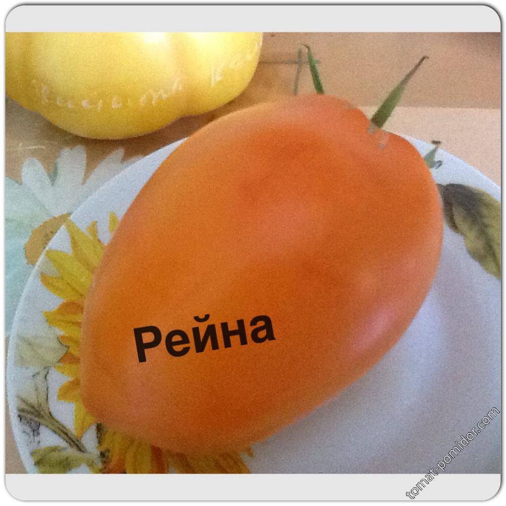 Рейна ( теплица)