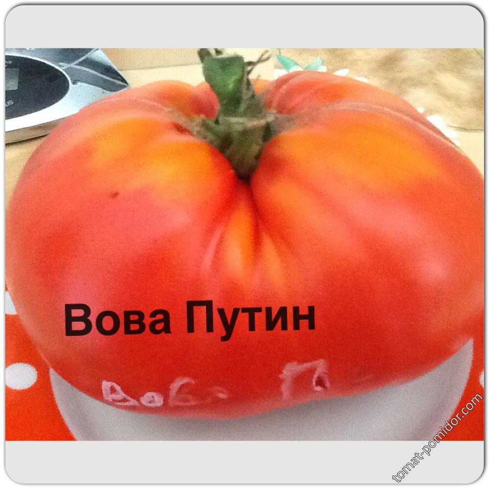 Вова Путин ( теплица)