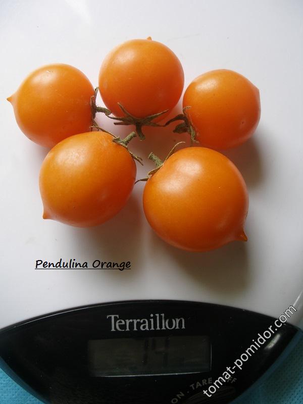 Pendulina Orange