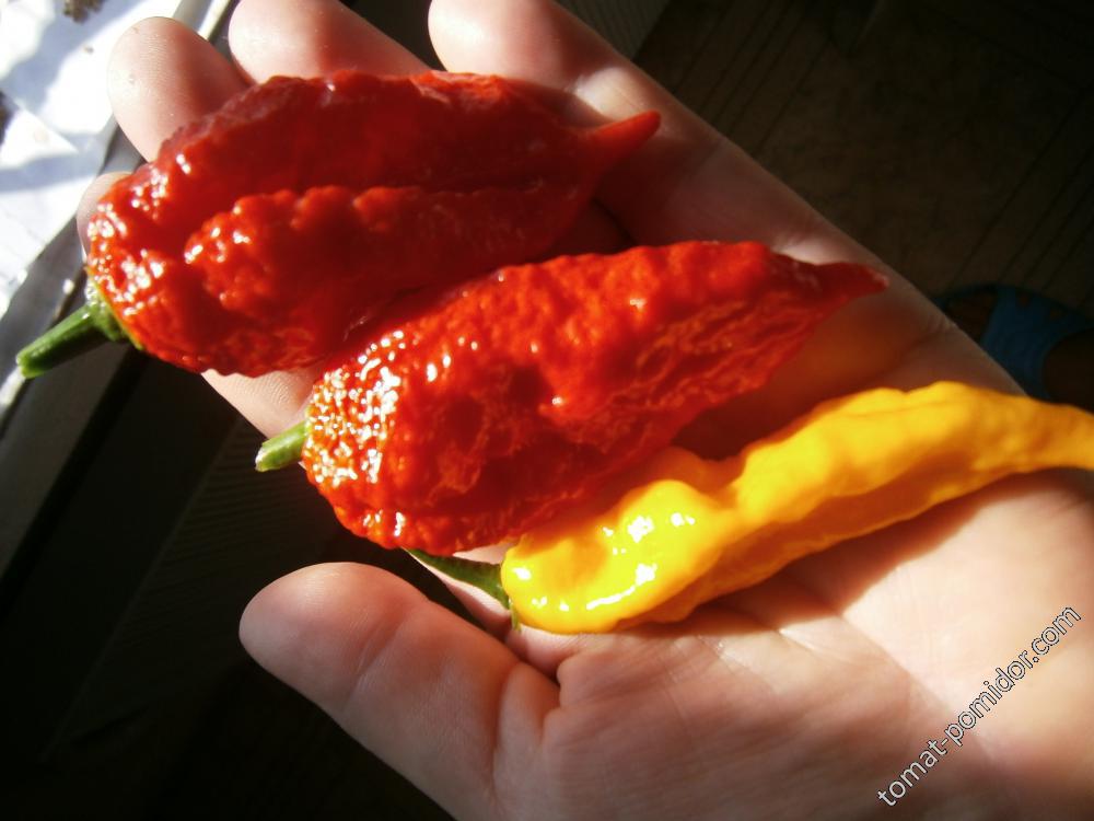 Один из самых острых перцев в мире Bhut Jolokia Red