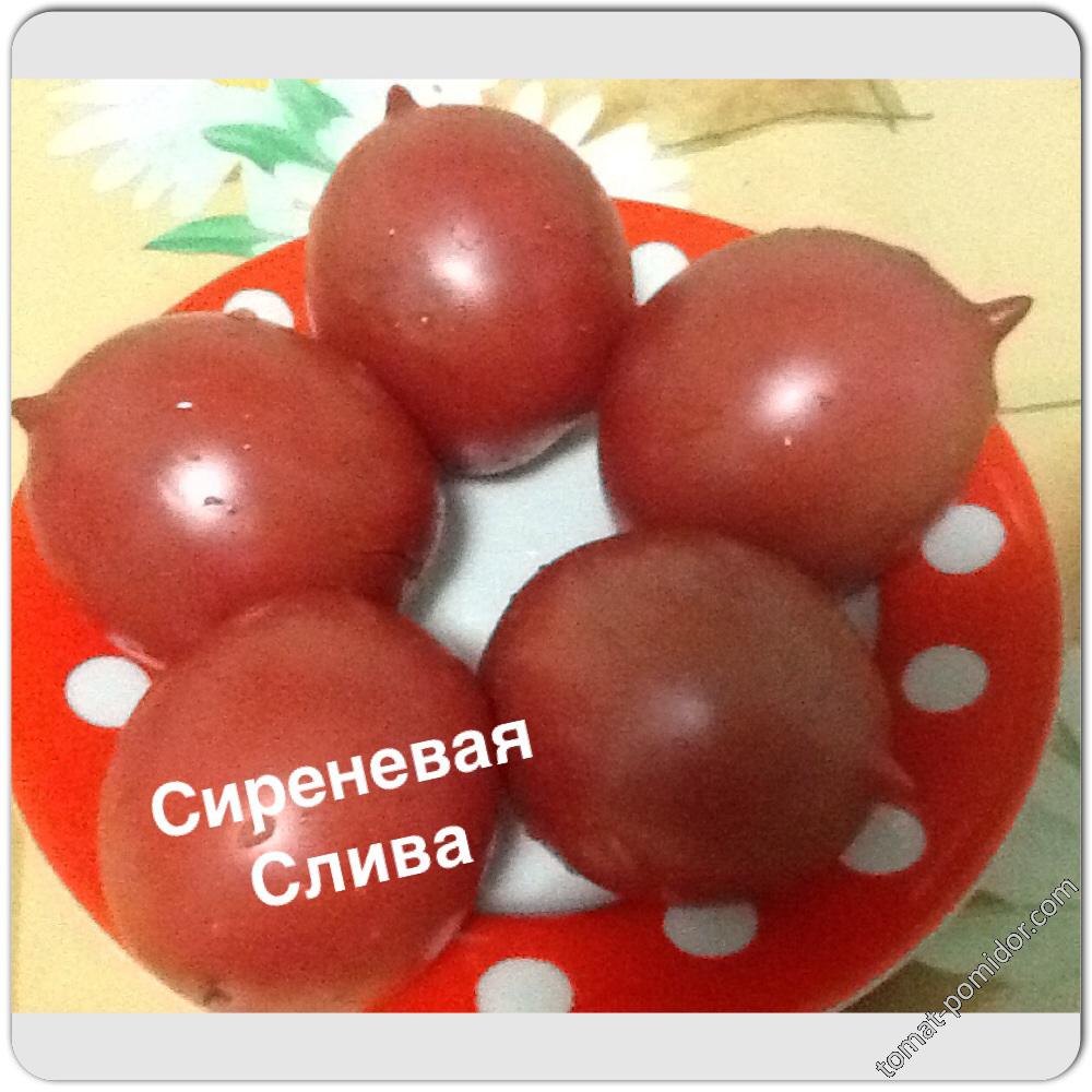 Сиреневая Слива