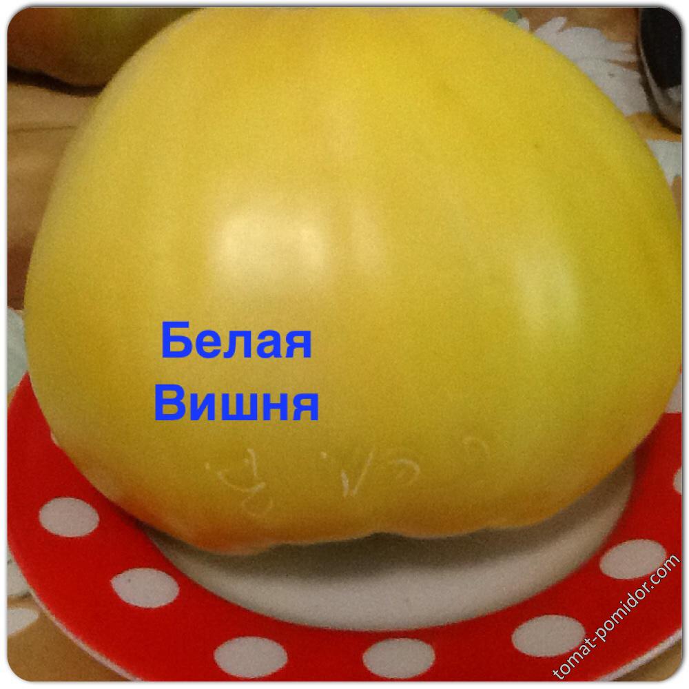 Белая Вишня ( ОГ)