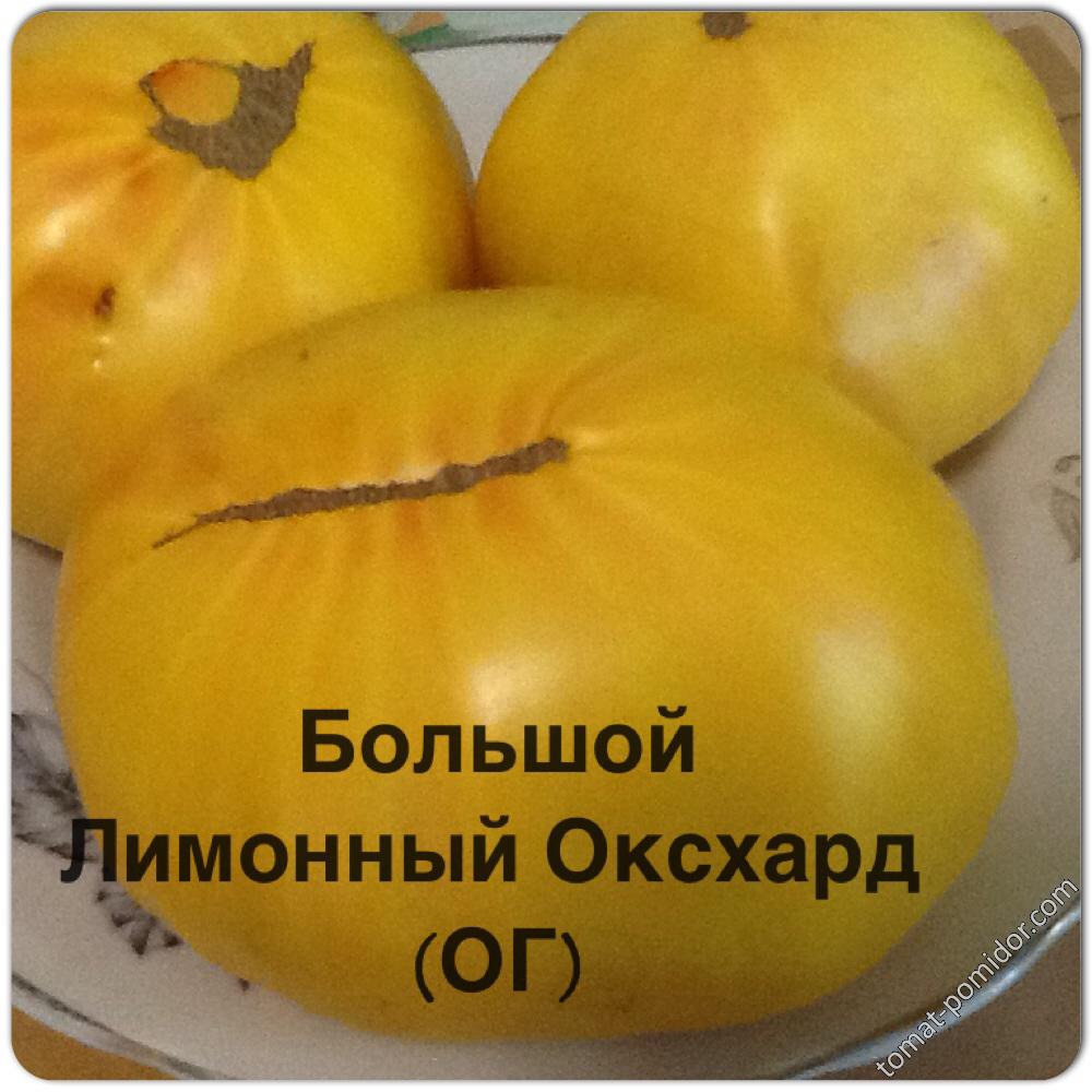 Большой Лимонный Оксхард (ОГ)