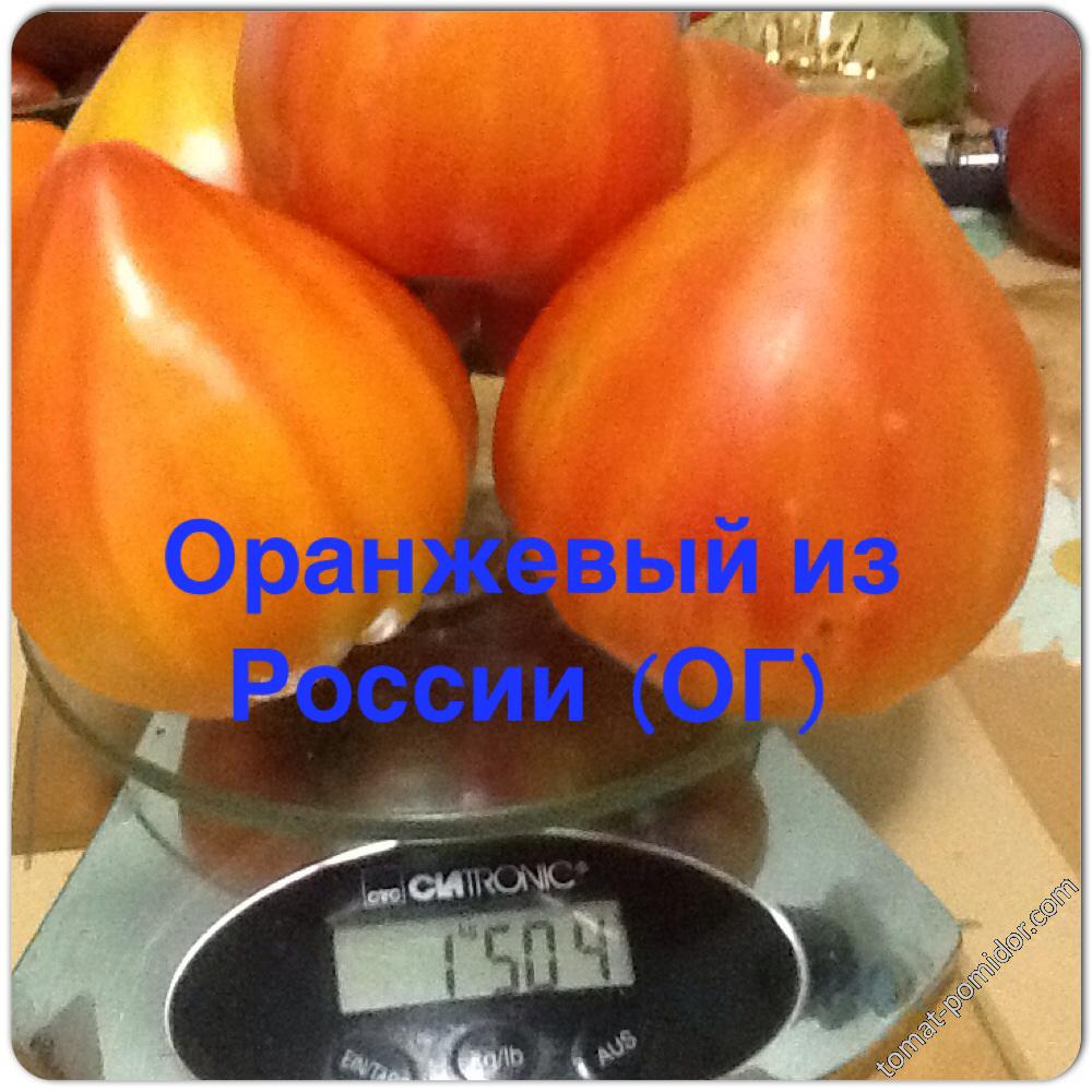 Оранжевый из России ( ОГ)