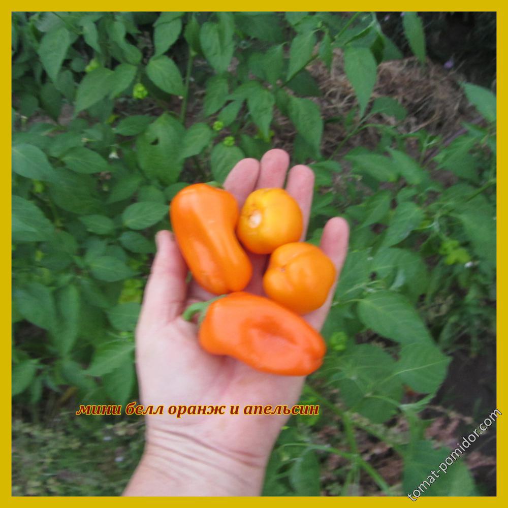 Мини белл оранж и апельсин