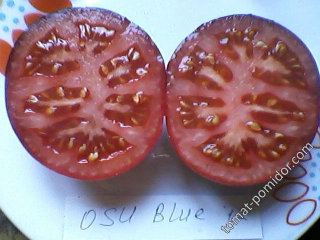 OSU Blue Striped (Кулик)