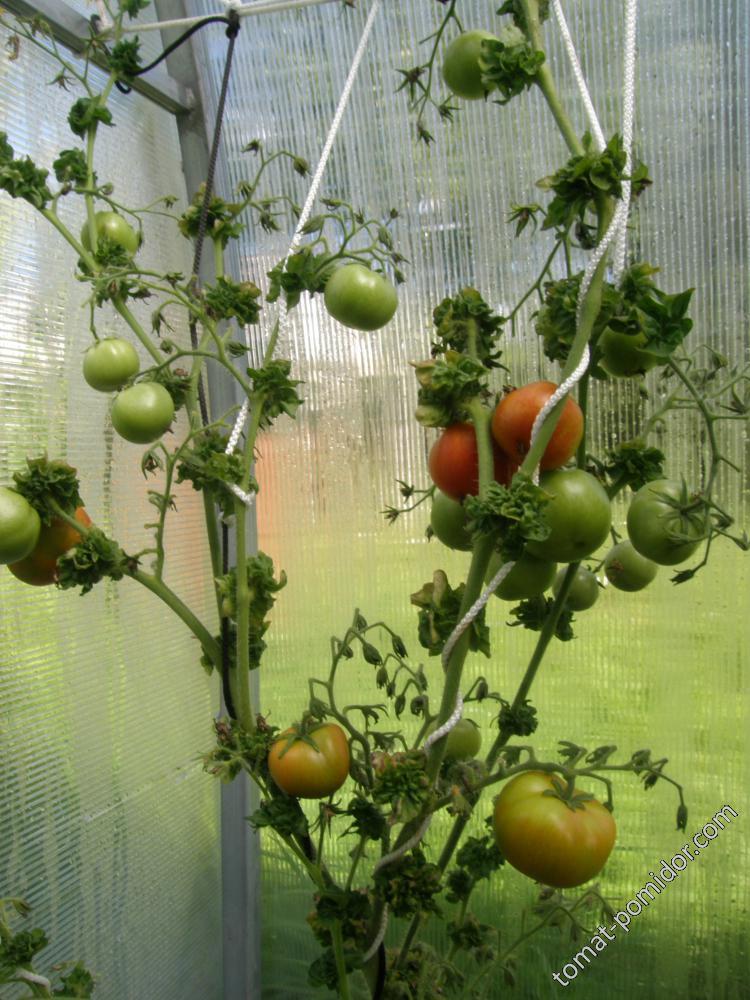 Stick-tomato