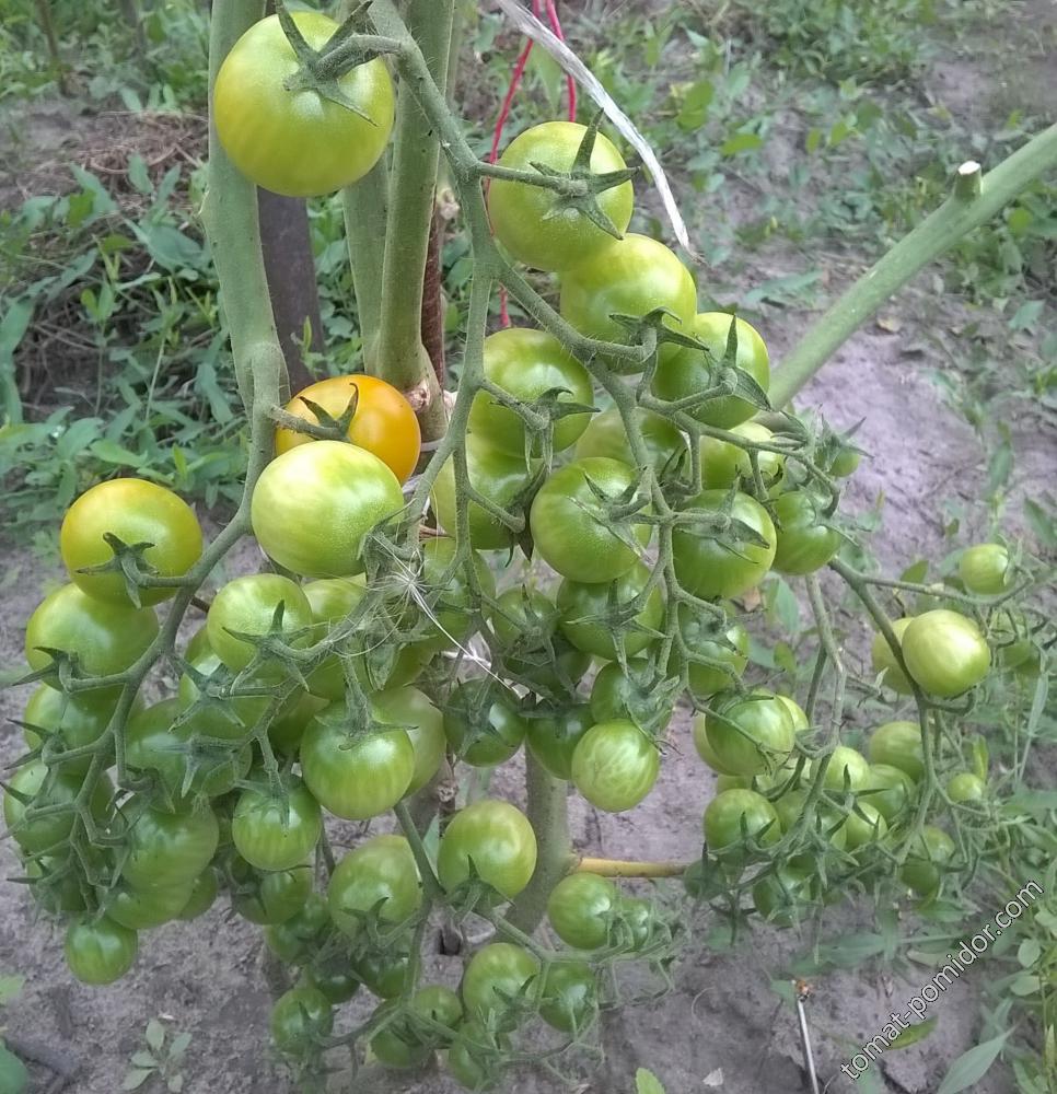 Желтый черри с картофельным листом (Yellow Cherry potato)