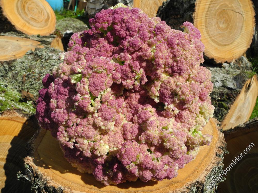 Цветная капуста Сицилия пурпурная