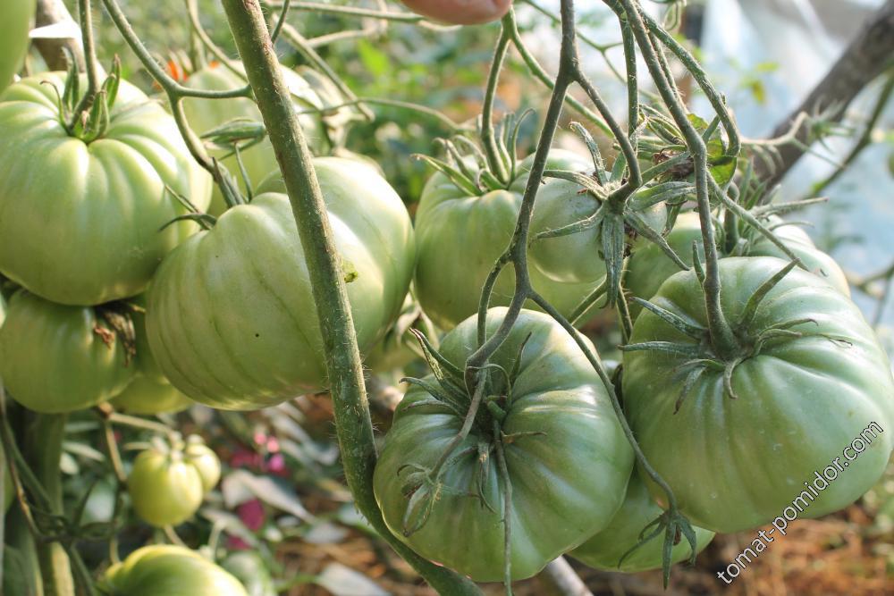 Гигант Суханова - Г — сорта томатов - tomat-pomidor.com - отзывы на форуме  | каталог