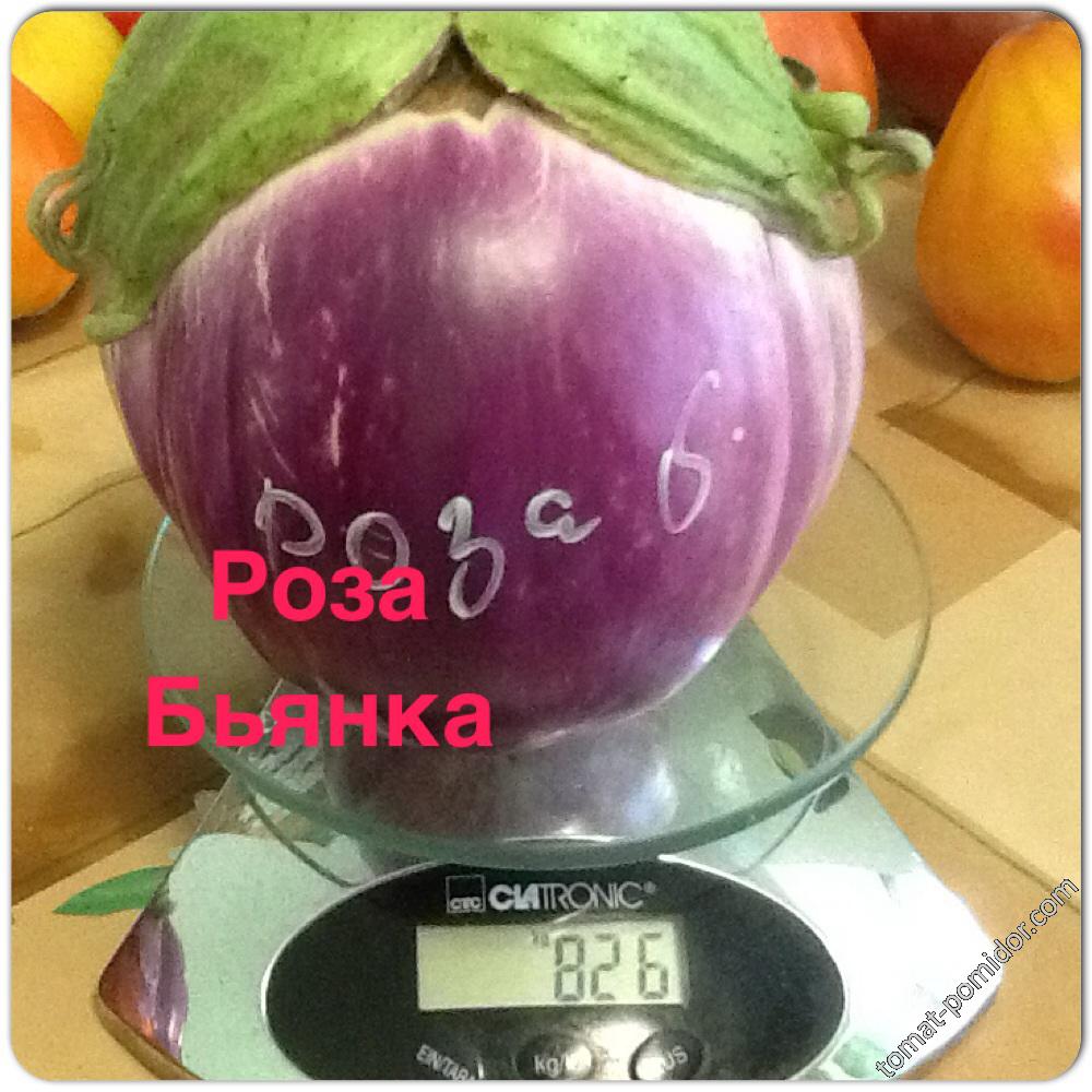Роза Бьянка
