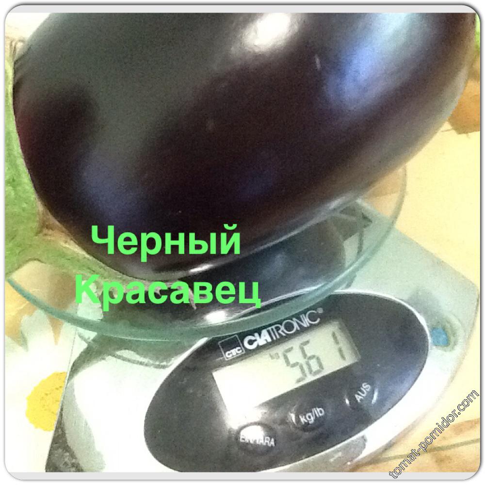 Черный Красавец