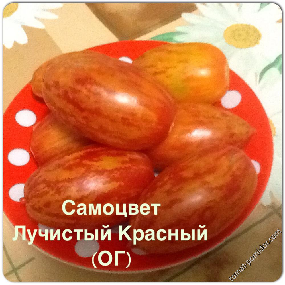 Самоцвет Лучистый Красный (ОГ)