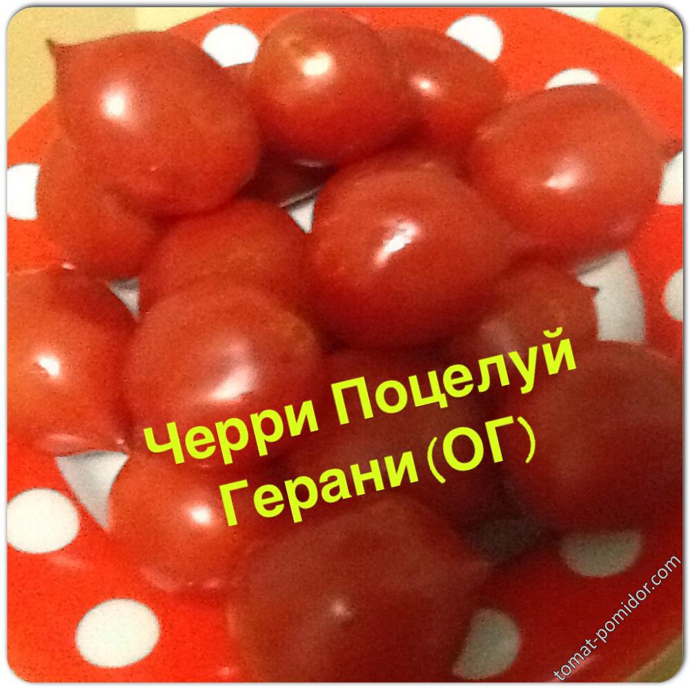 Черри Поцелуй Герани (ОГ)