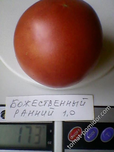 Божественный ранний