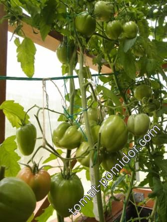 Выращивание томата Сербское сердце