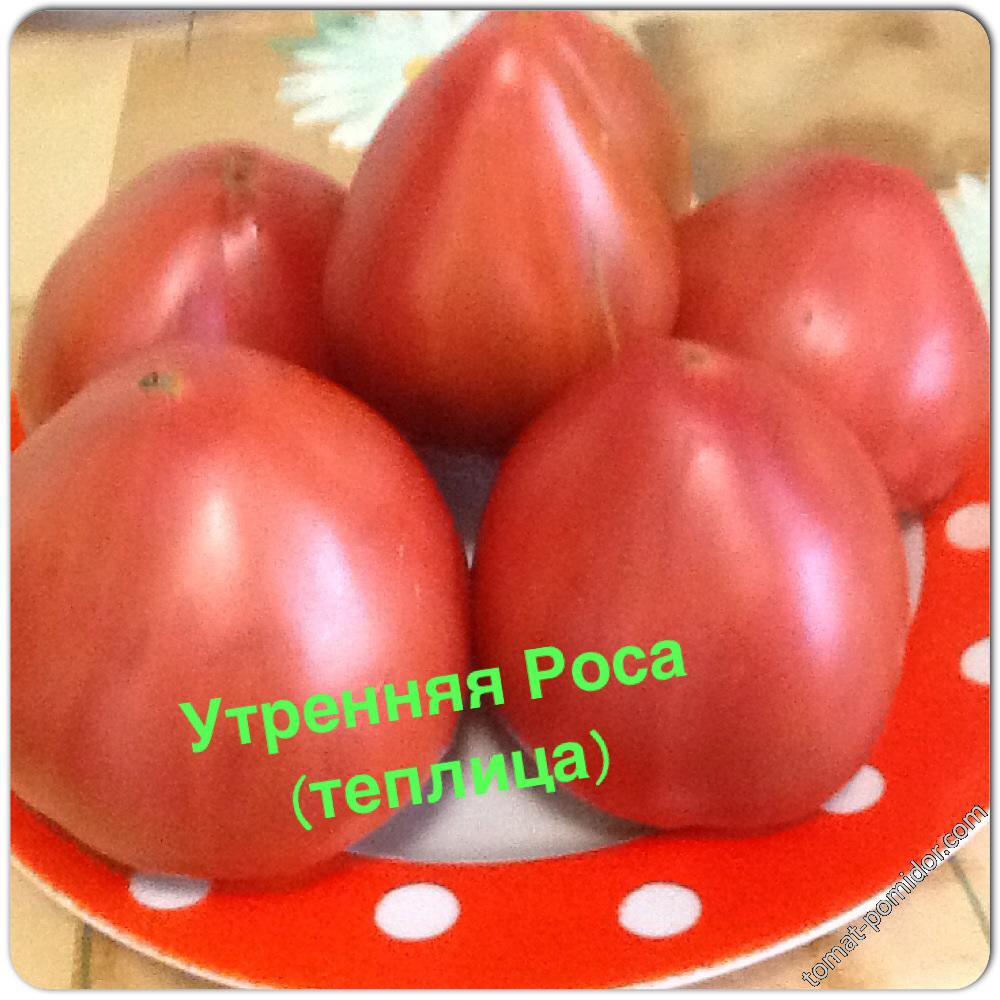 Утренняя Роса (теплица)