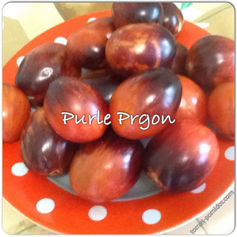 Purle Prgon (ОГ)