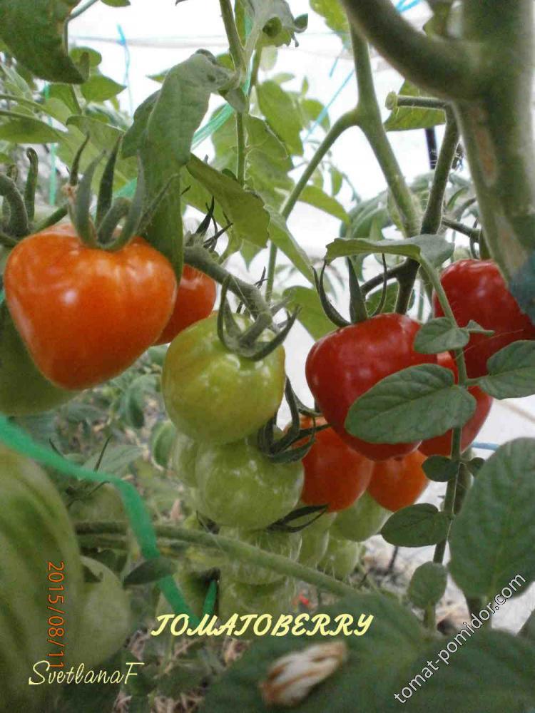 Tomatoberry Garden