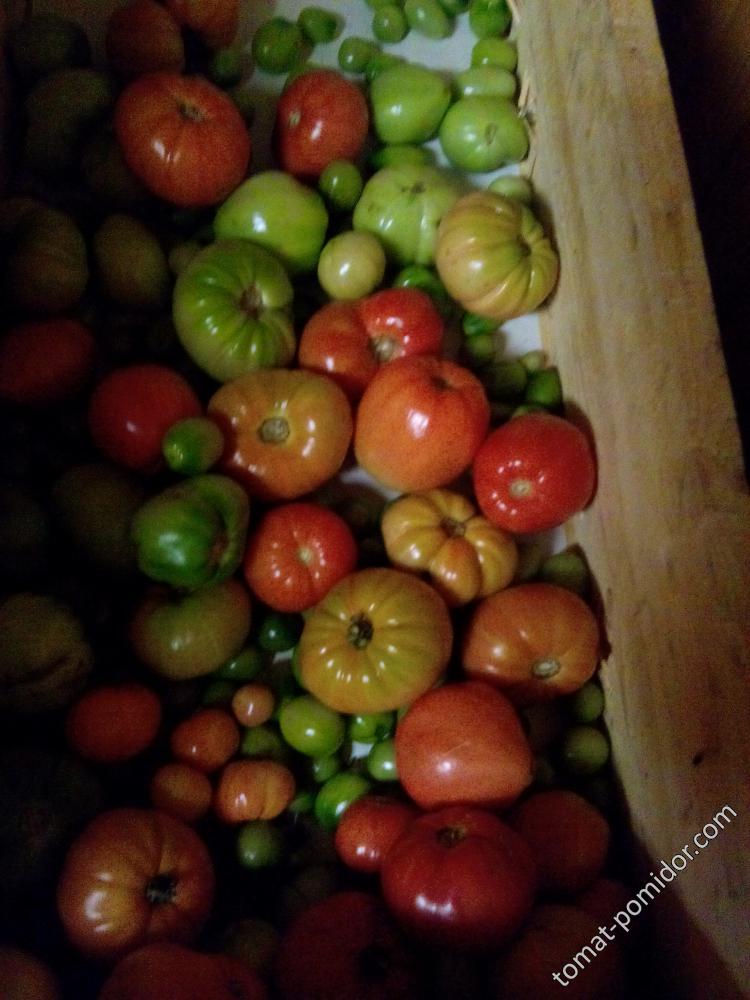 Дозаривание томатов из ОГ