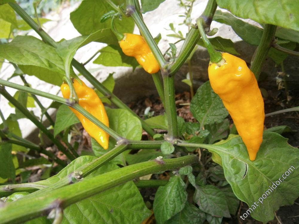 Fatalii Yelow