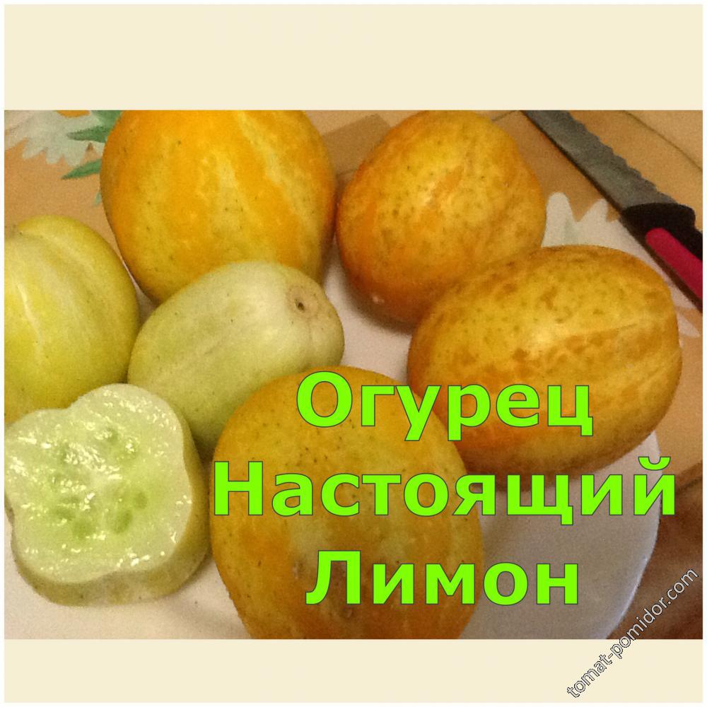 Огурец Настоящий лимон