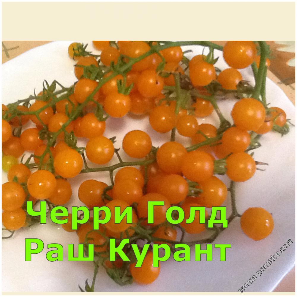 Черри Голд Раш Курант