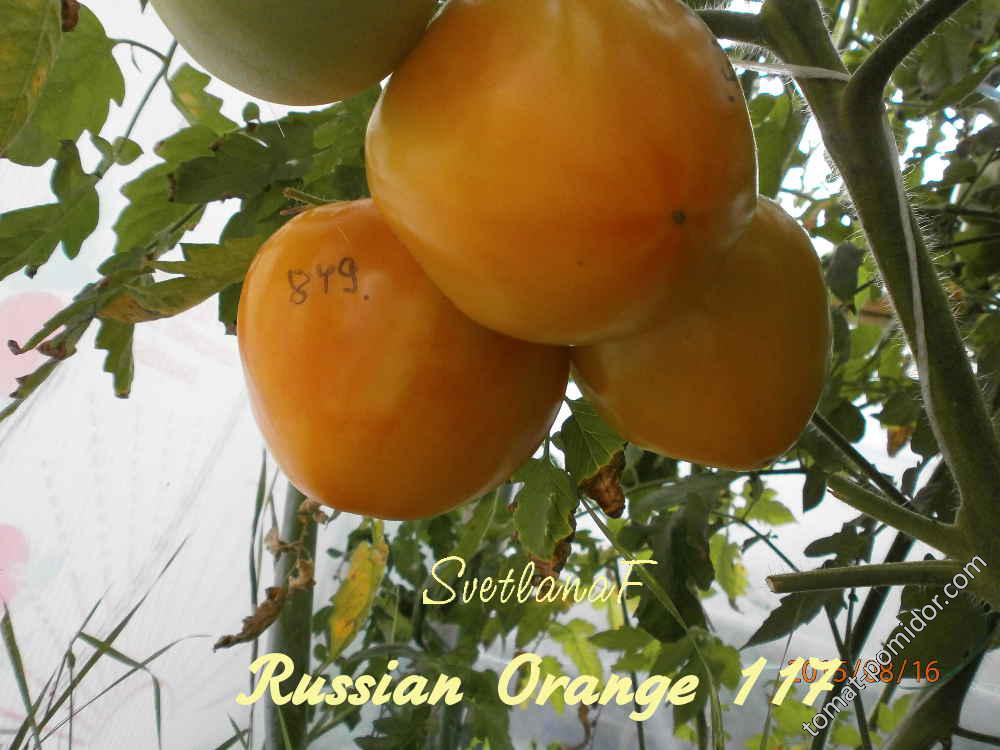 русский оранжевый 117