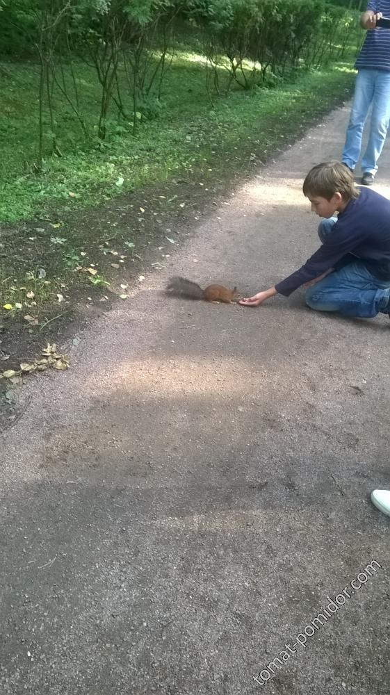 белочка