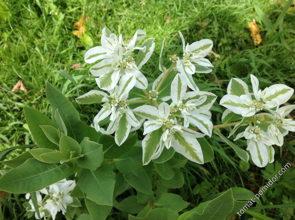 Молочай окаймленный (Euphorbia marginata) , или "Снег на горах" или"Богатая невеста&q