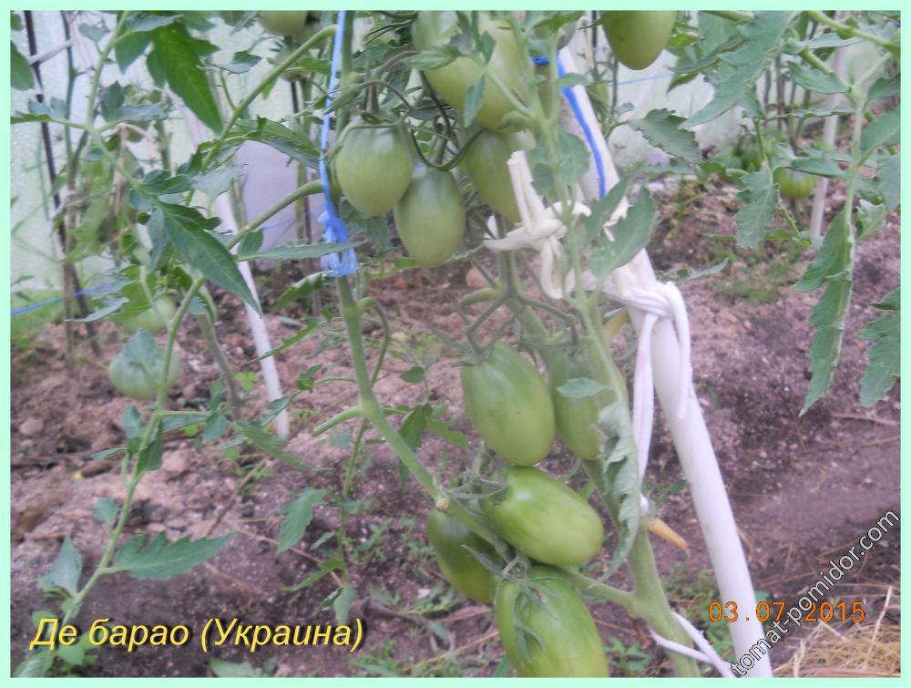 томаты в теплице и в ОГ 2015 год