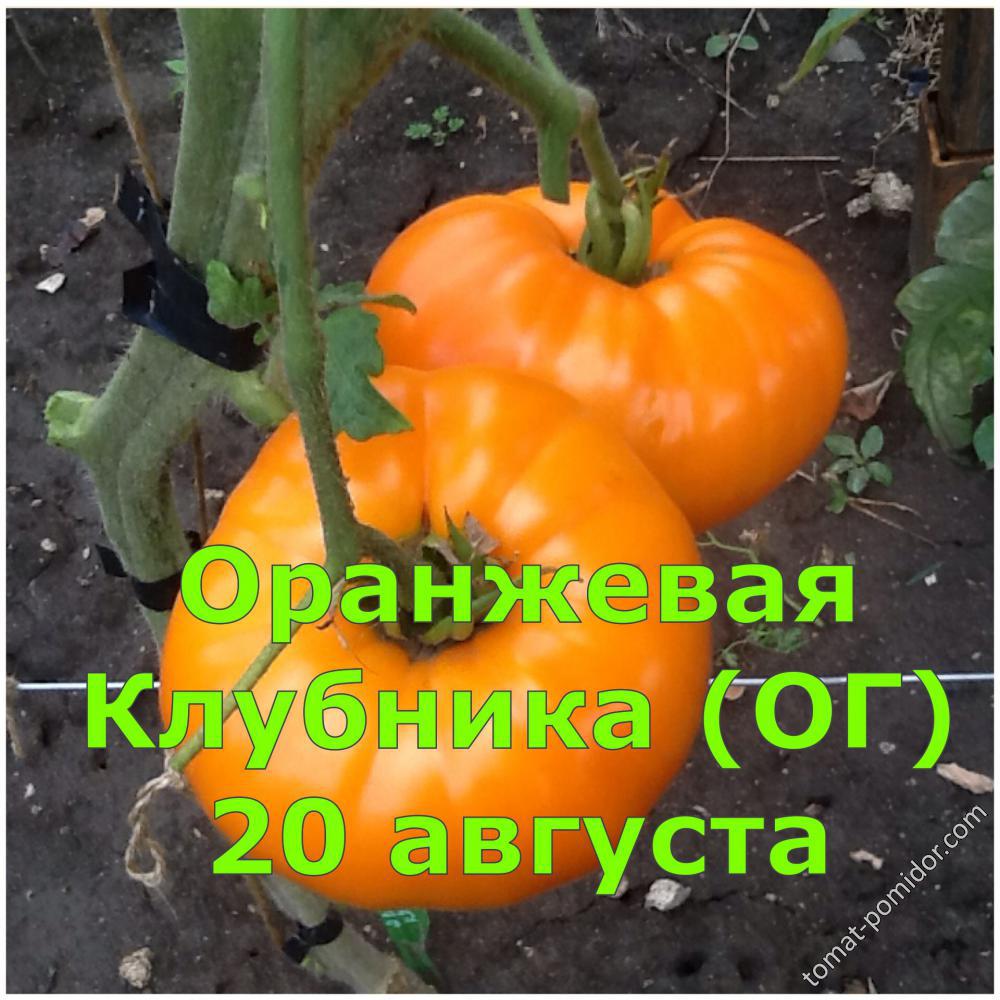 Оранжевая Клубника